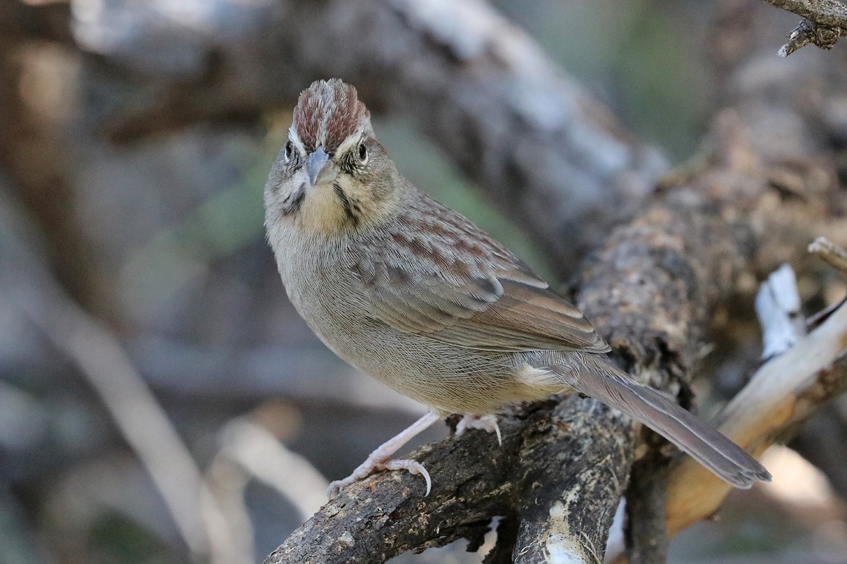 Rufous-crowned Sparrow - ML184798831