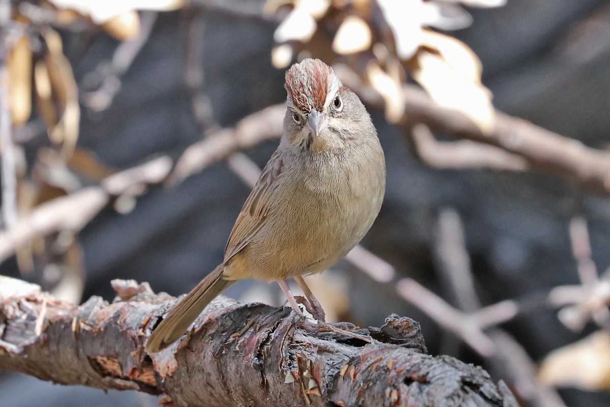Rufous-crowned Sparrow - ML184798841