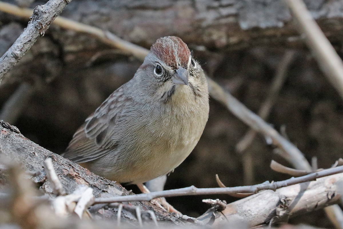 Rufous-crowned Sparrow - ML184798851
