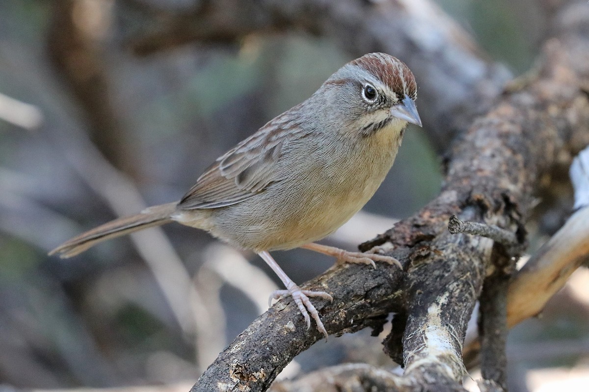 Rufous-crowned Sparrow - ML184798861