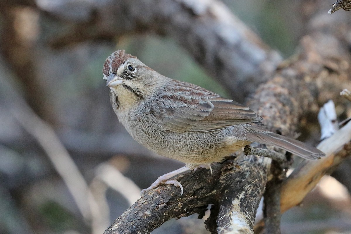 Rufous-crowned Sparrow - ML184798871