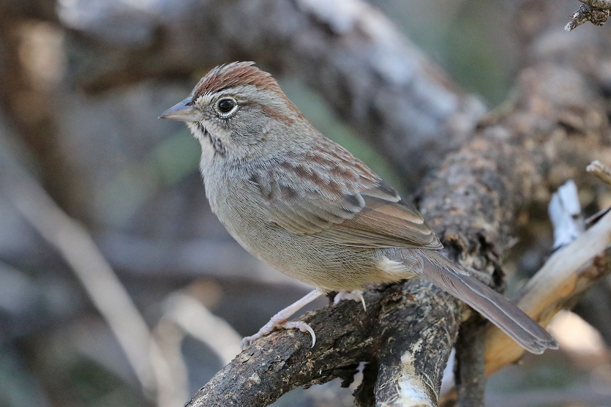 Rufous-crowned Sparrow - ML184798881