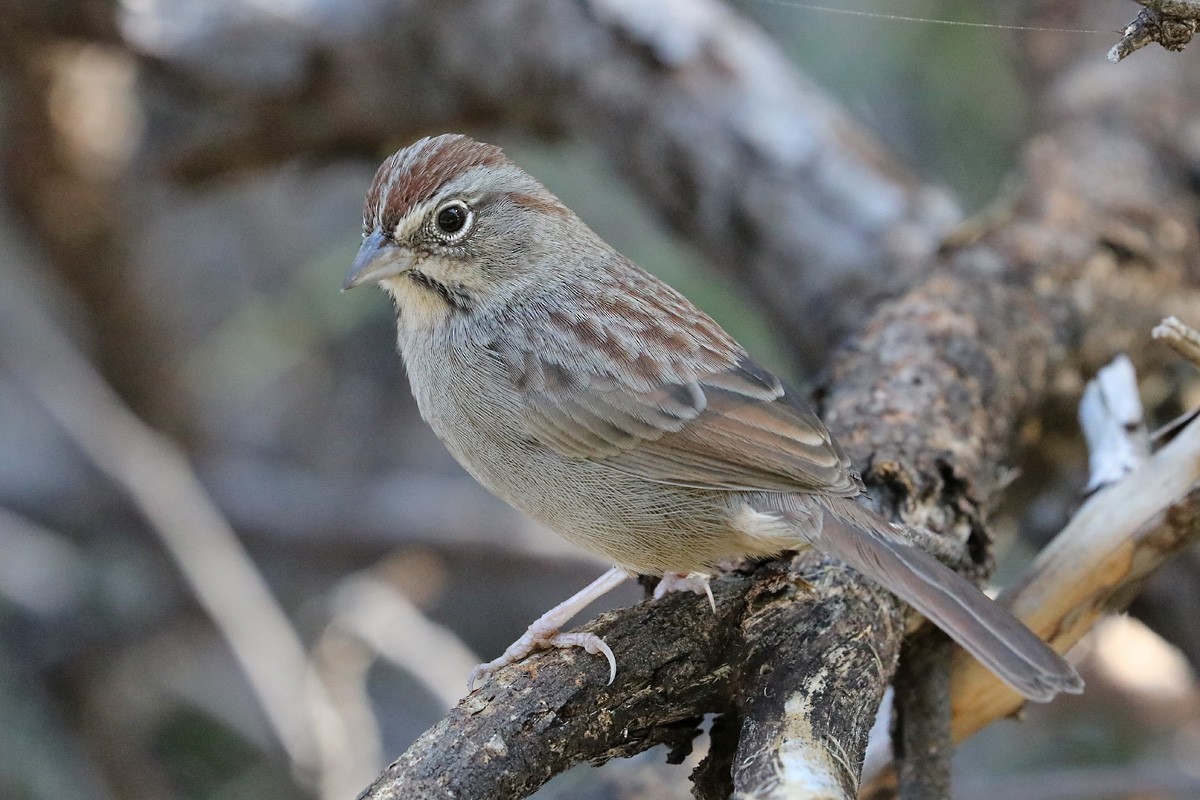 Rufous-crowned Sparrow - ML184798891