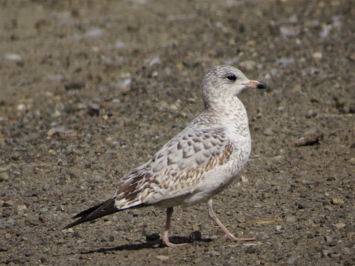 Ring-billed Gull - ML184799721