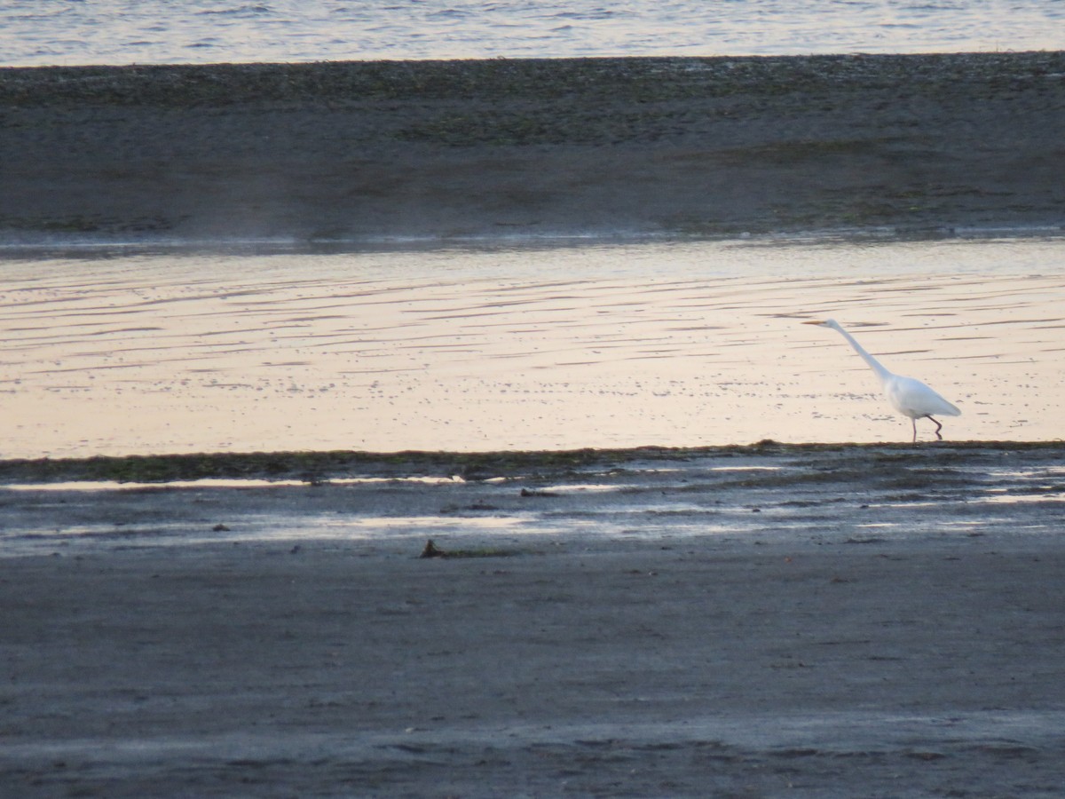 Great Egret - ML184800791