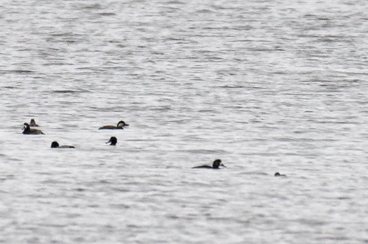 Black Scoter - ML184801711