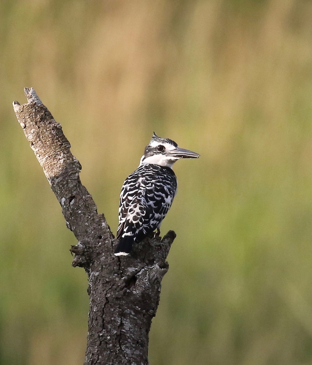 Pied Kingfisher - ML184802031