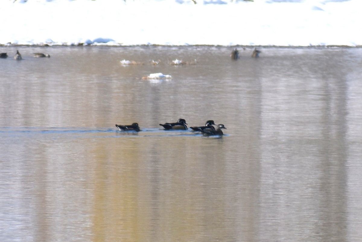 Wood Duck - ML184802141