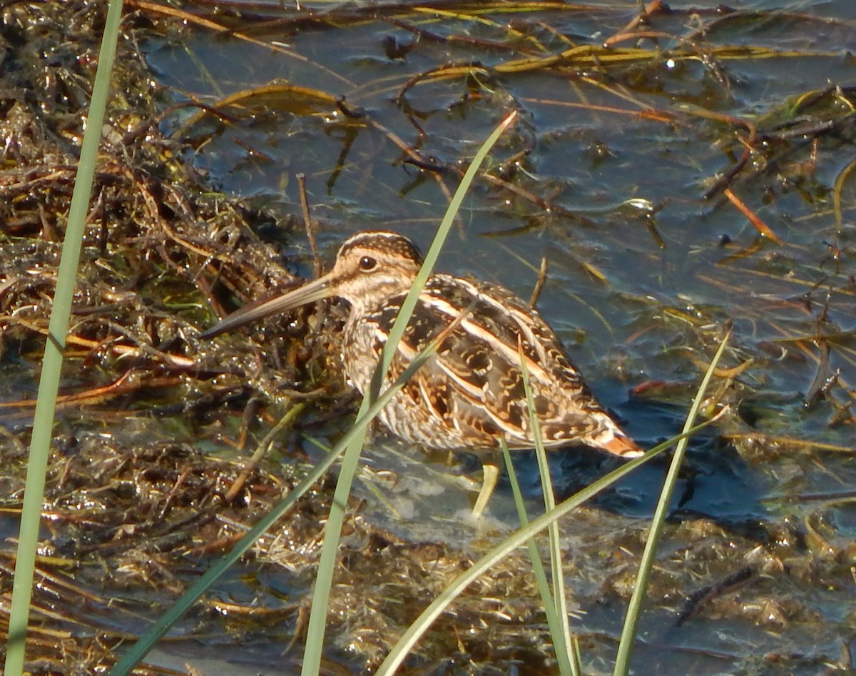 Wilson's Snipe - ML184802351