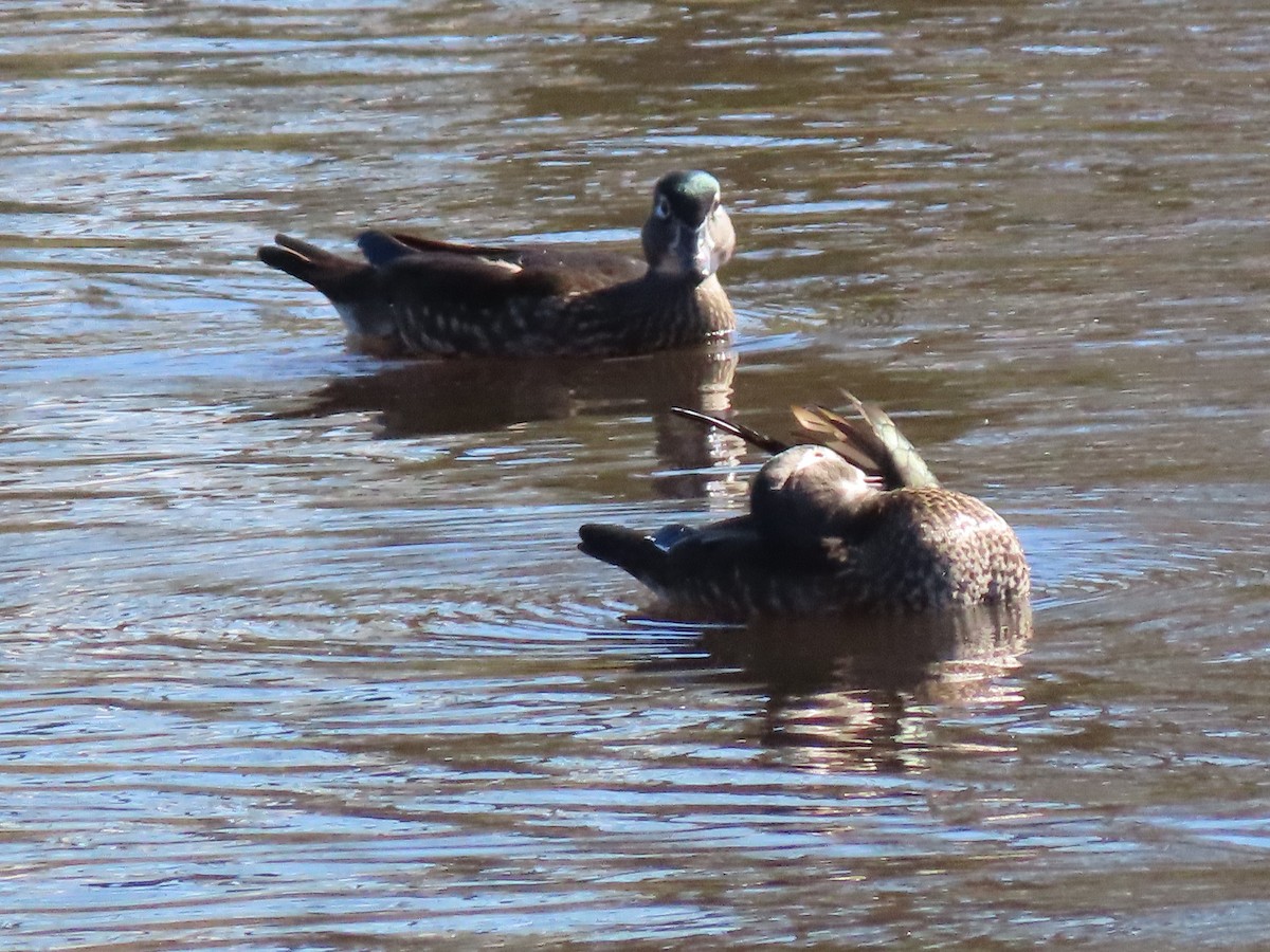 Wood Duck - ML184803311