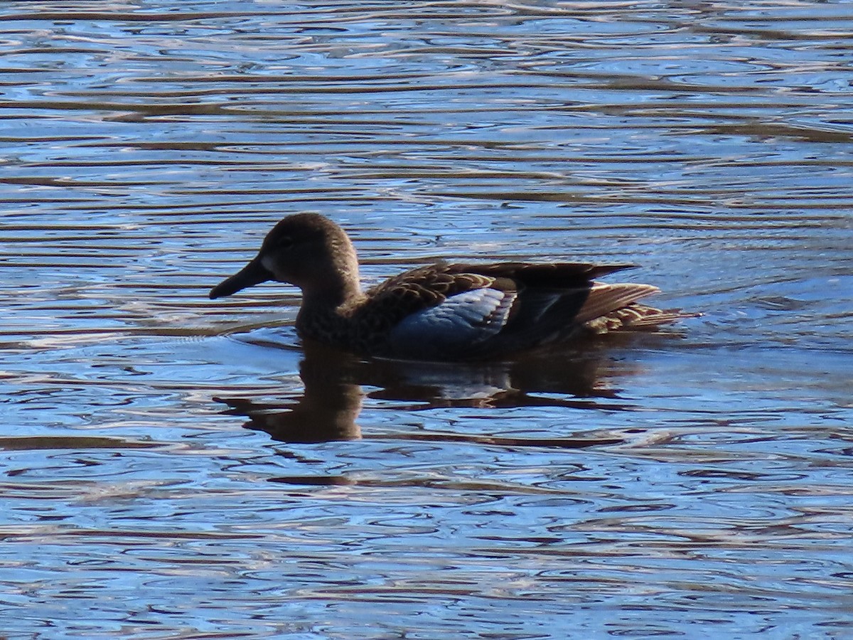 Blue-winged Teal - ML184803401