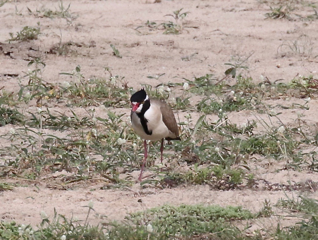 Black-headed Lapwing - ML184806351