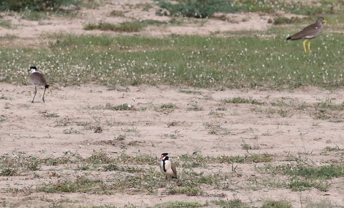 Black-headed Lapwing - ML184806411