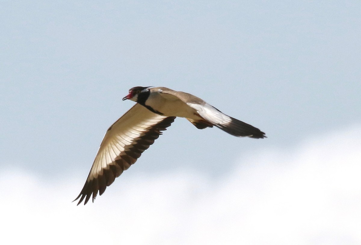 Black-headed Lapwing - ML184806451