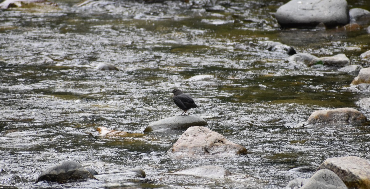 American Dipper - ML184808711