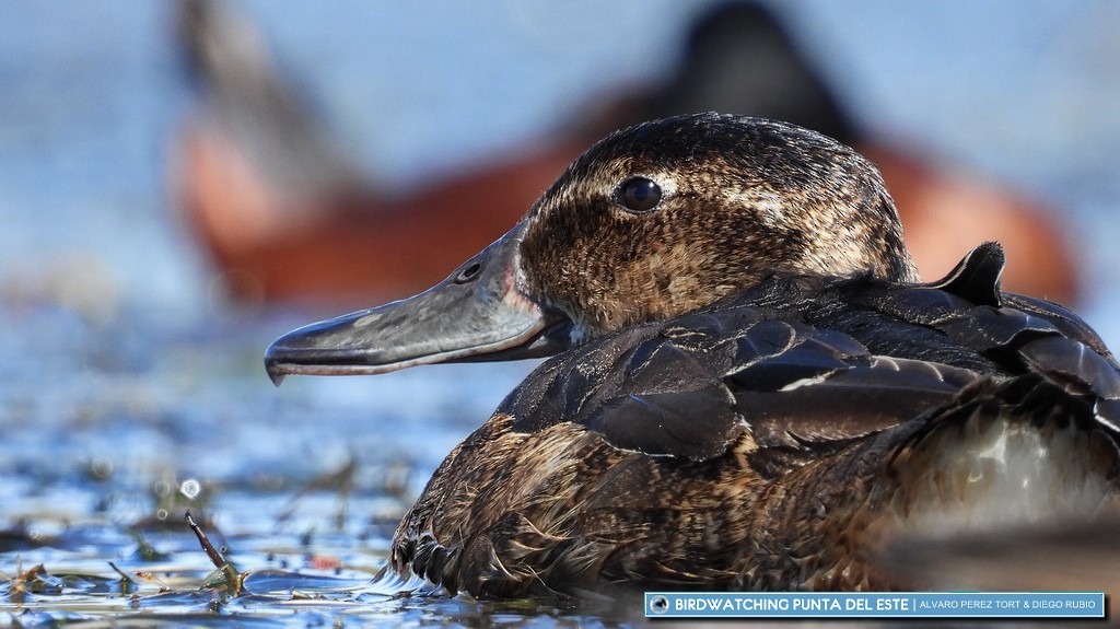 Black-headed Duck - ML184809531