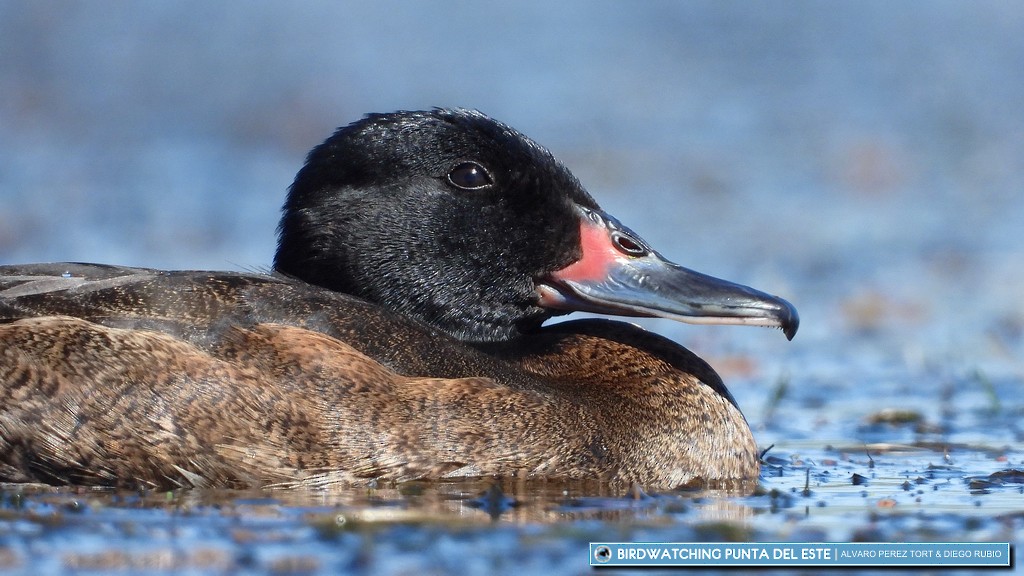 Black-headed Duck - ML184809541