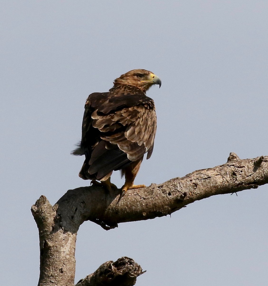 Aquila rapace - ML184809691