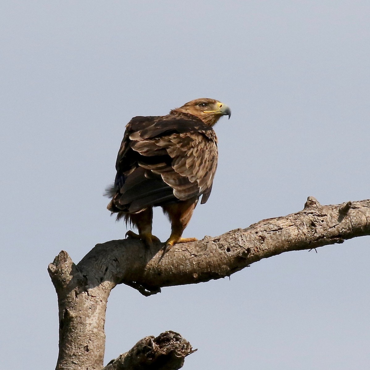 Aquila rapace - ML184809701