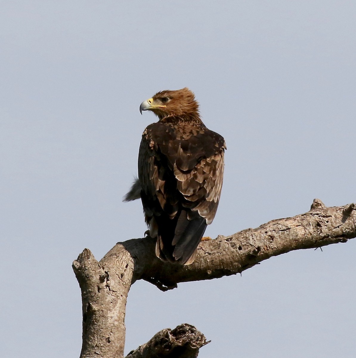 Aquila rapace - ML184809711
