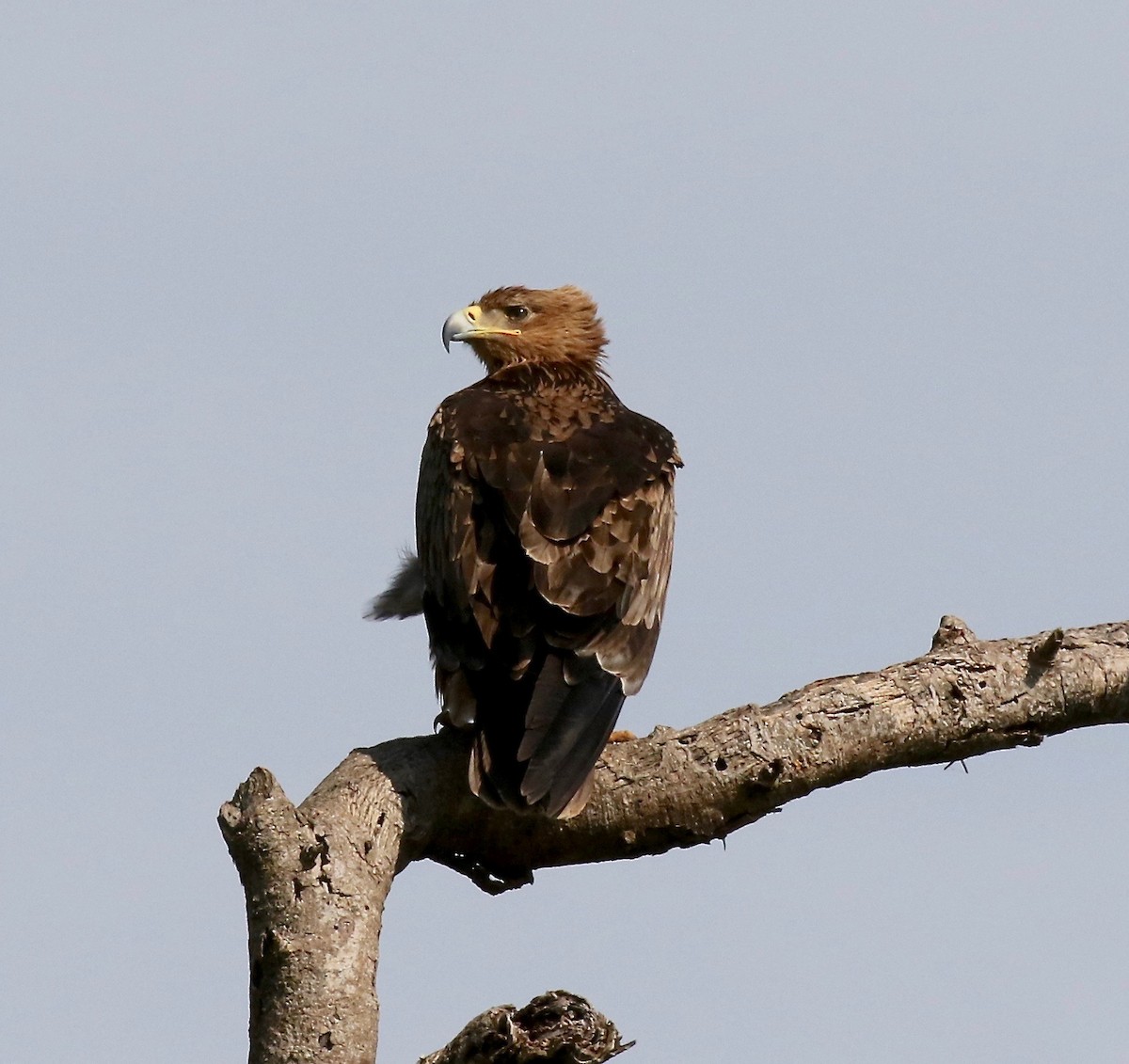 Aquila rapace - ML184809731