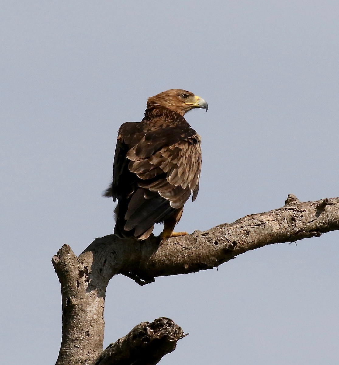 Aquila rapace - ML184809741