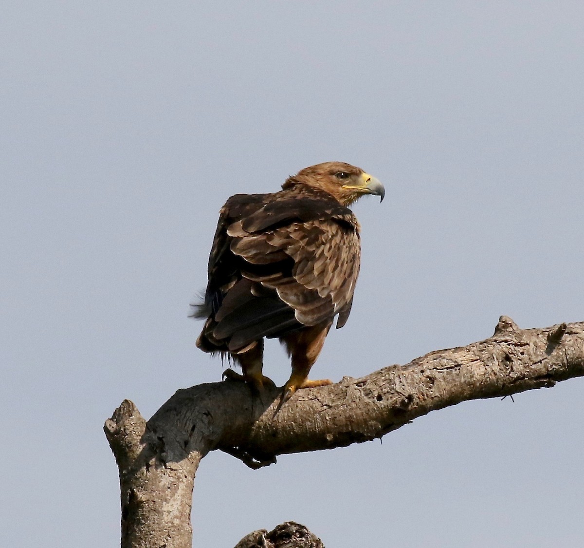 Aquila rapace - ML184809761