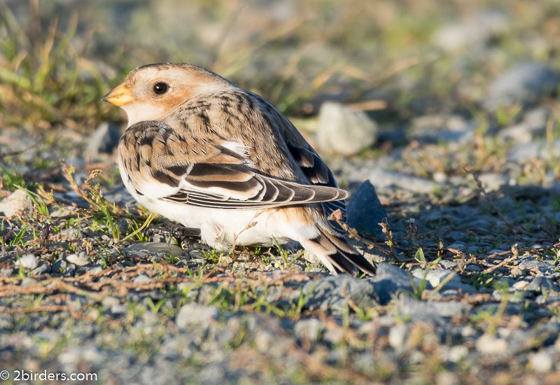 Snow Bunting - Linda Clayton