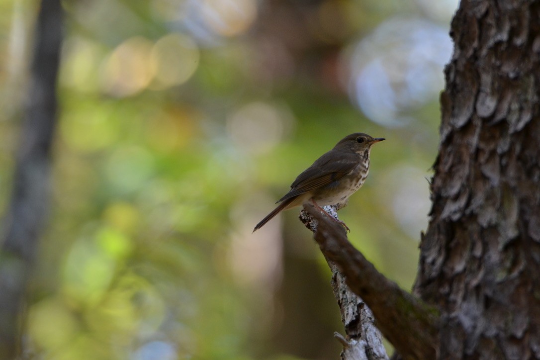 Hermit Thrush - John Clements