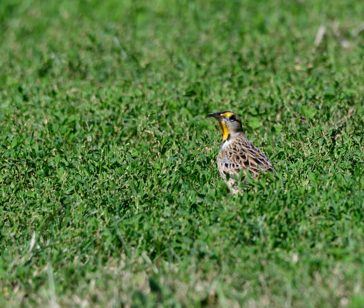 Eastern Meadowlark - ML184812251