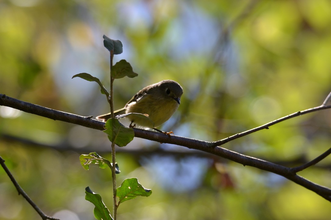 Ruby-crowned Kinglet - John Clements