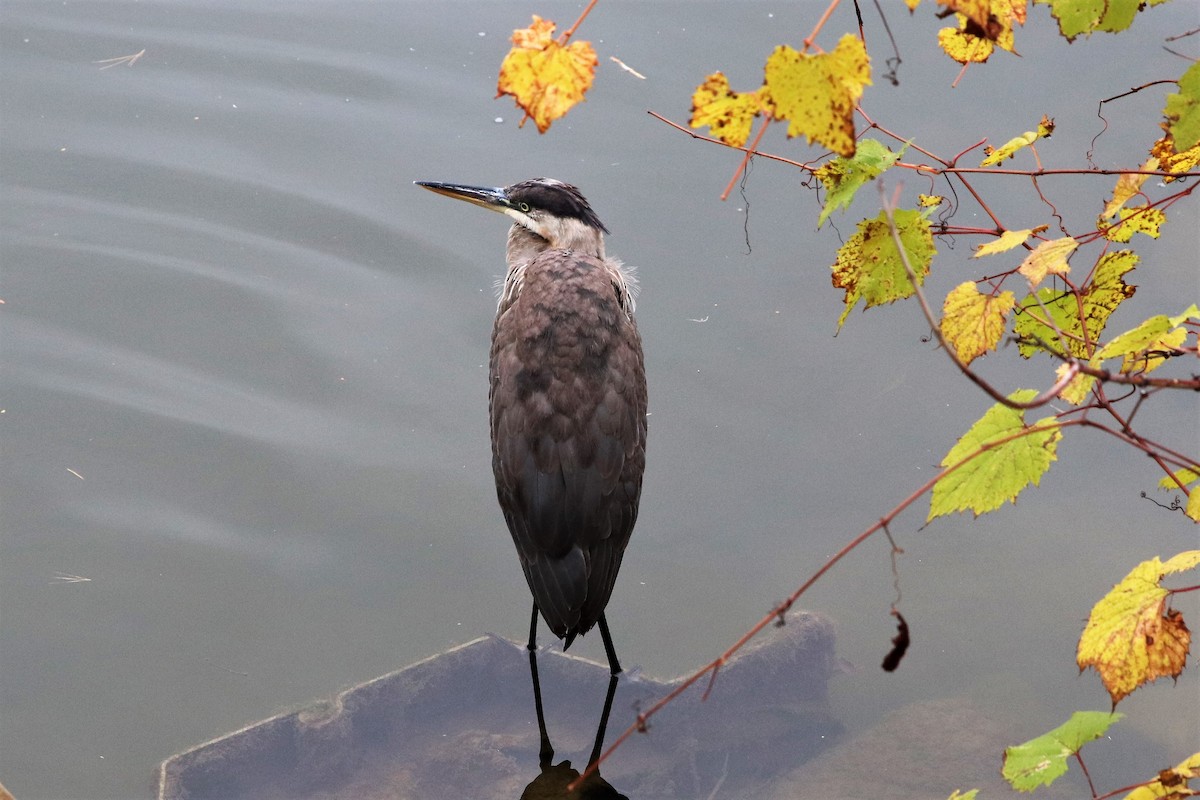 Great Blue Heron (Great Blue) - ML184817411