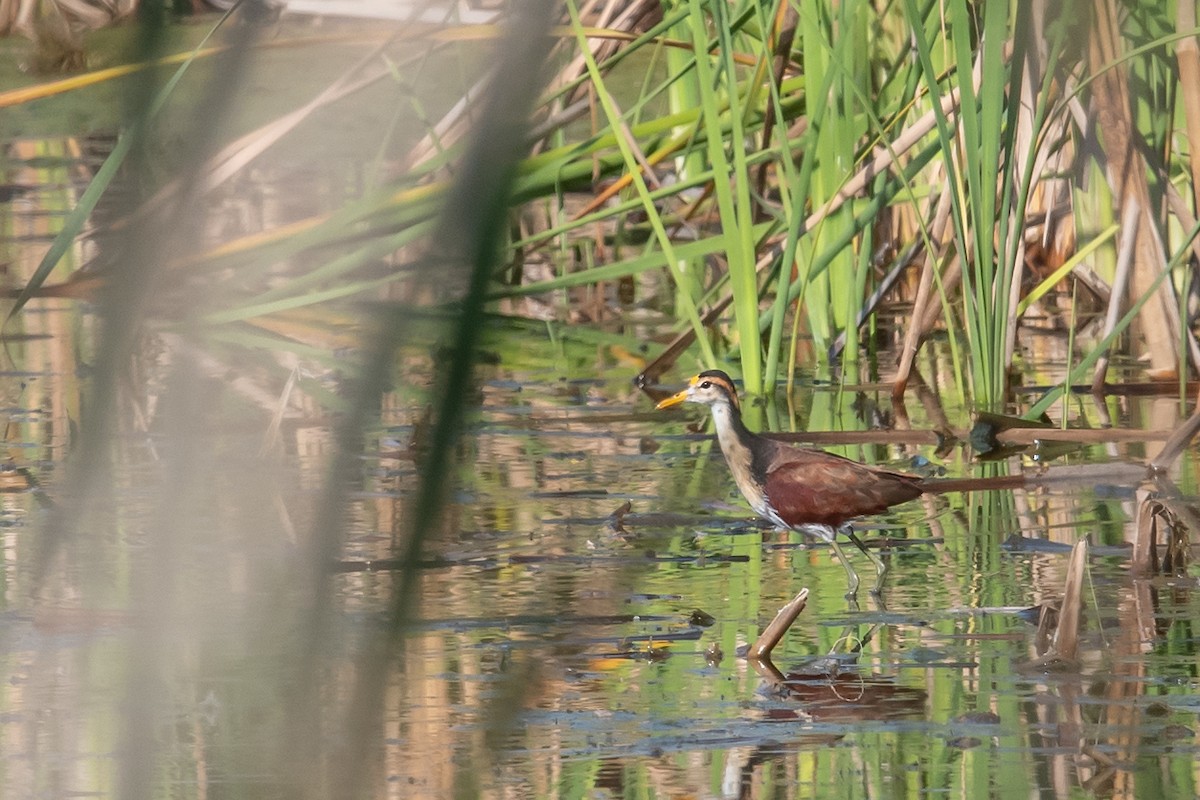 Northern Jacana - Mike Stewart 🦅