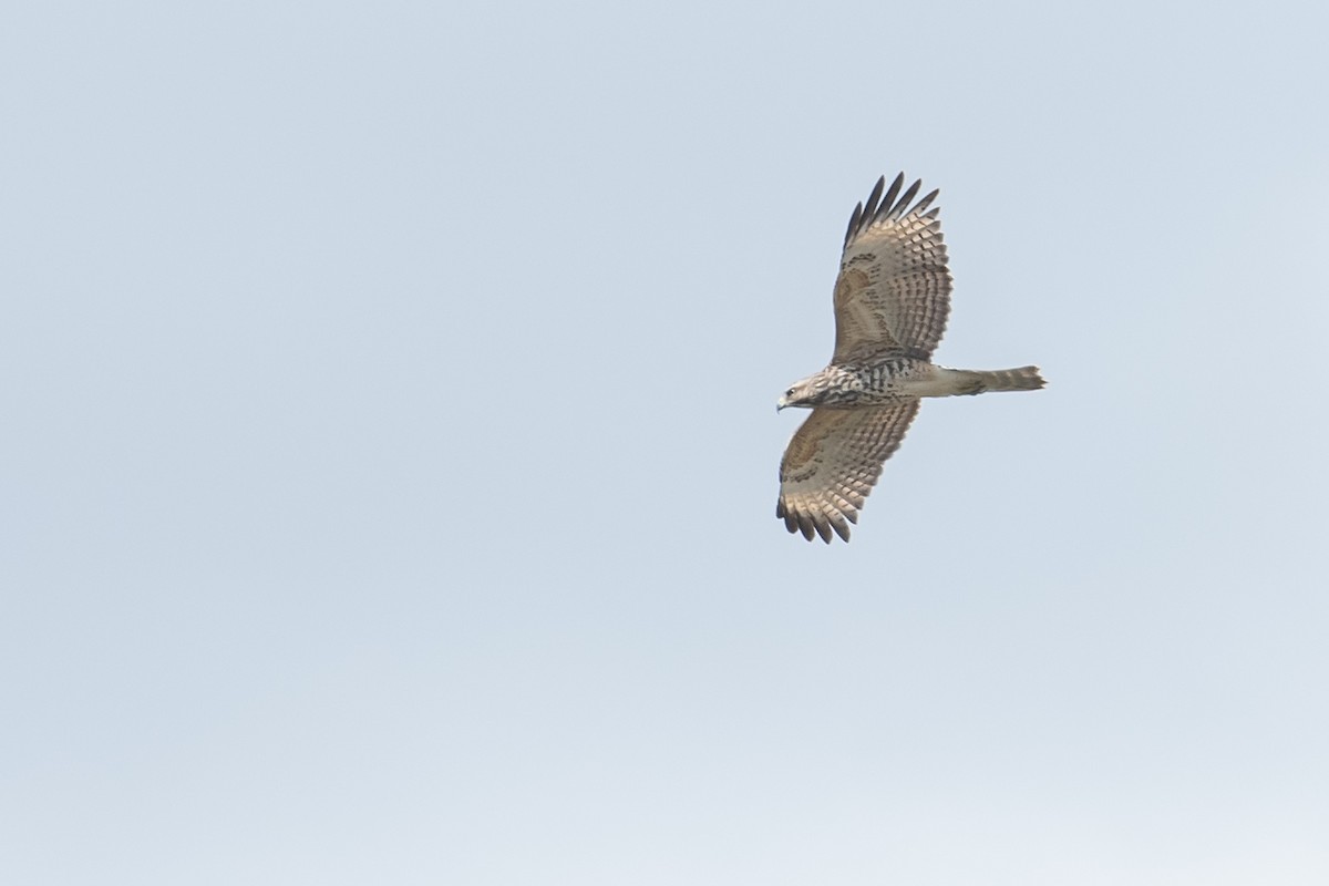 Red-shouldered Hawk - ML184817511