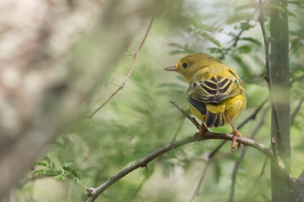 Yellow Warbler - ML184817571