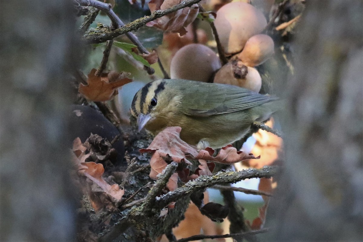 Worm-eating Warbler - Steve Hampton