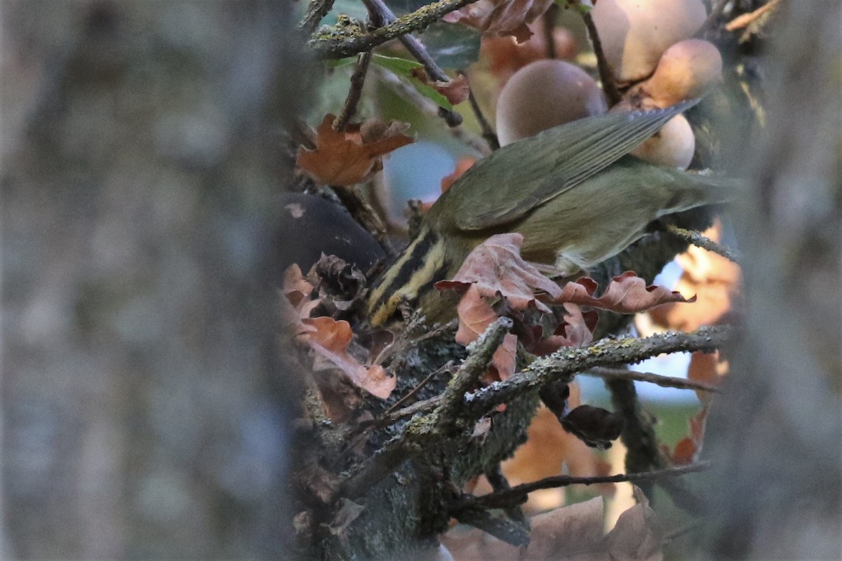 Worm-eating Warbler - Steve Hampton