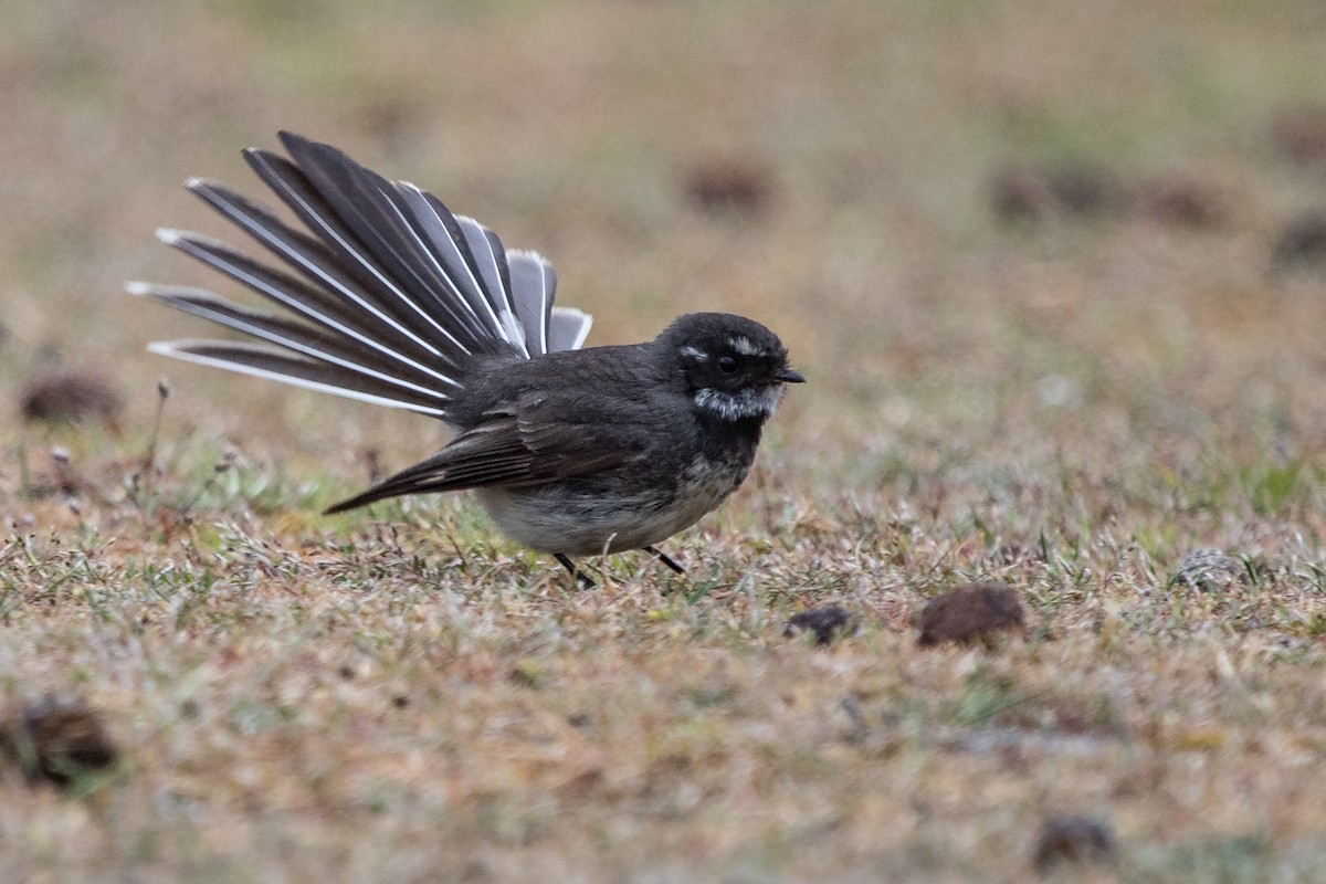 Gray Fantail (albiscapa) - ML184823451
