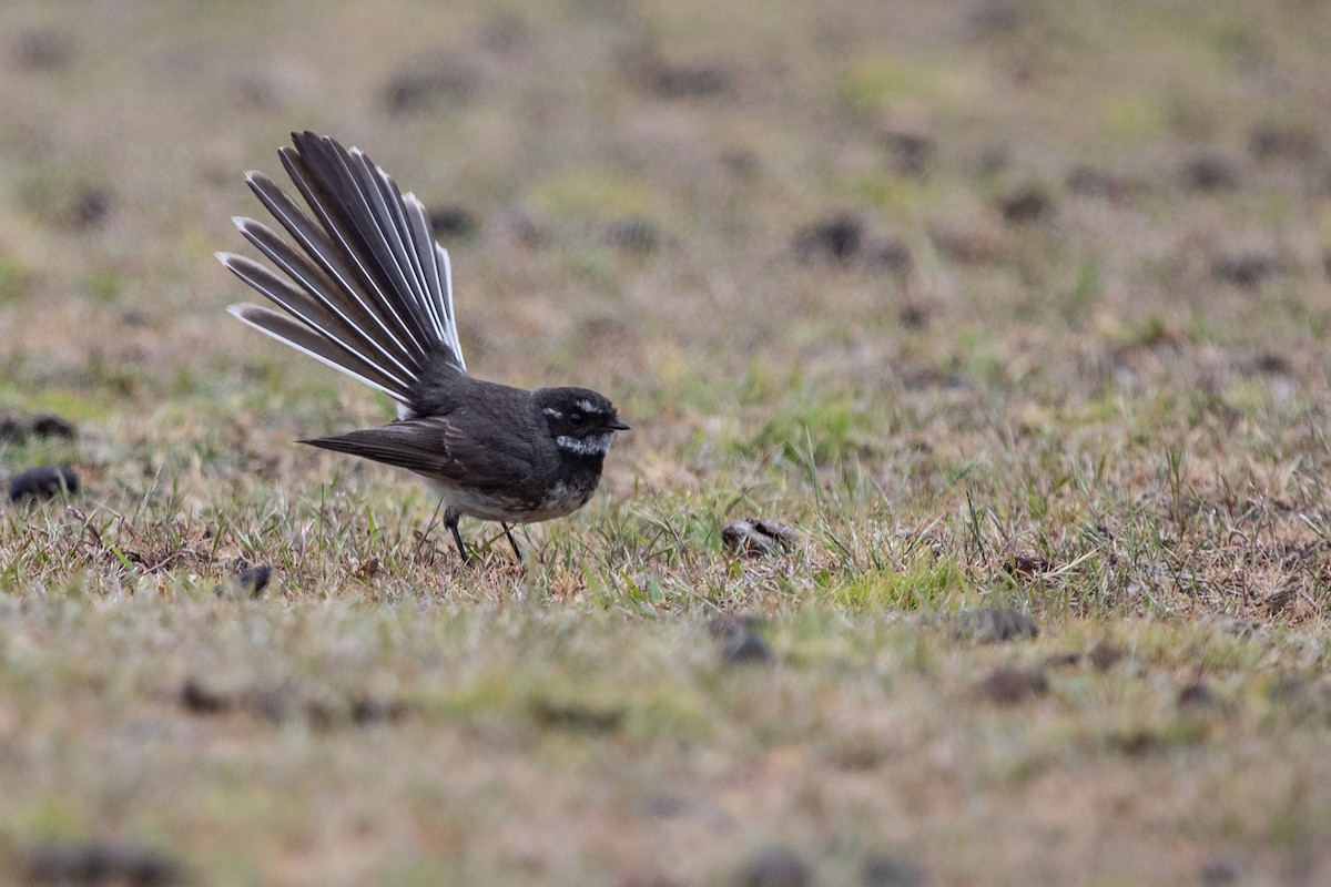 Gray Fantail (albiscapa) - ML184823481