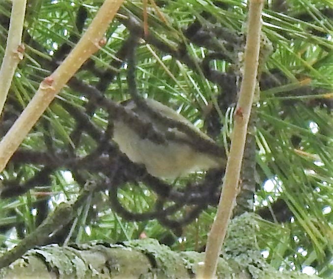 Golden-crowned Kinglet - ML184823521