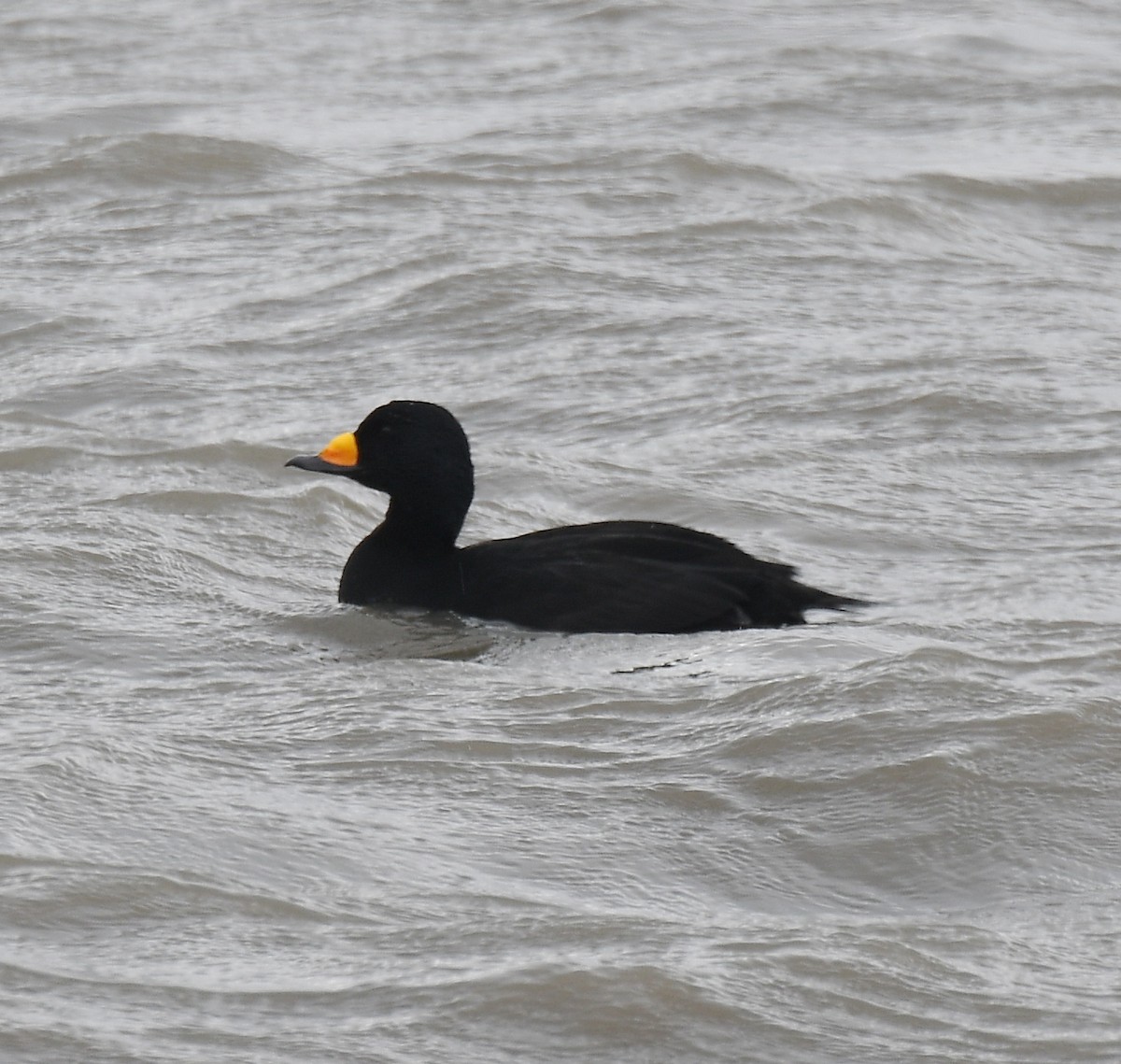 Black Scoter - ML184823661