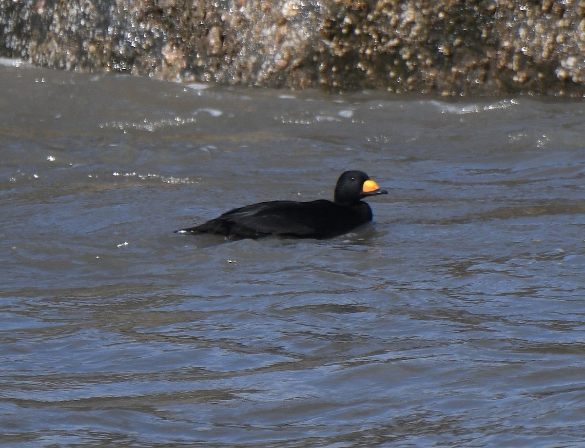 Black Scoter - ML184823671