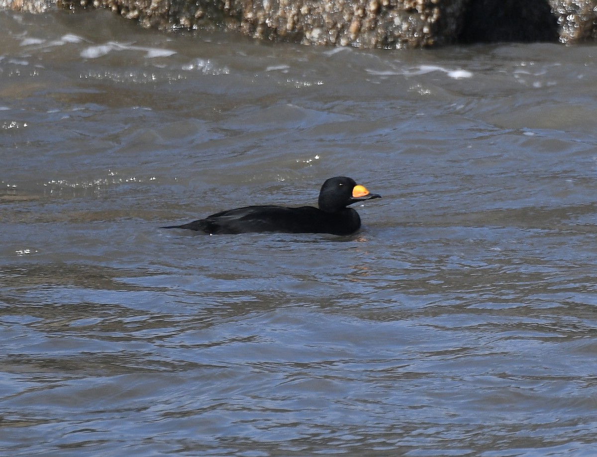 Black Scoter - ML184823691