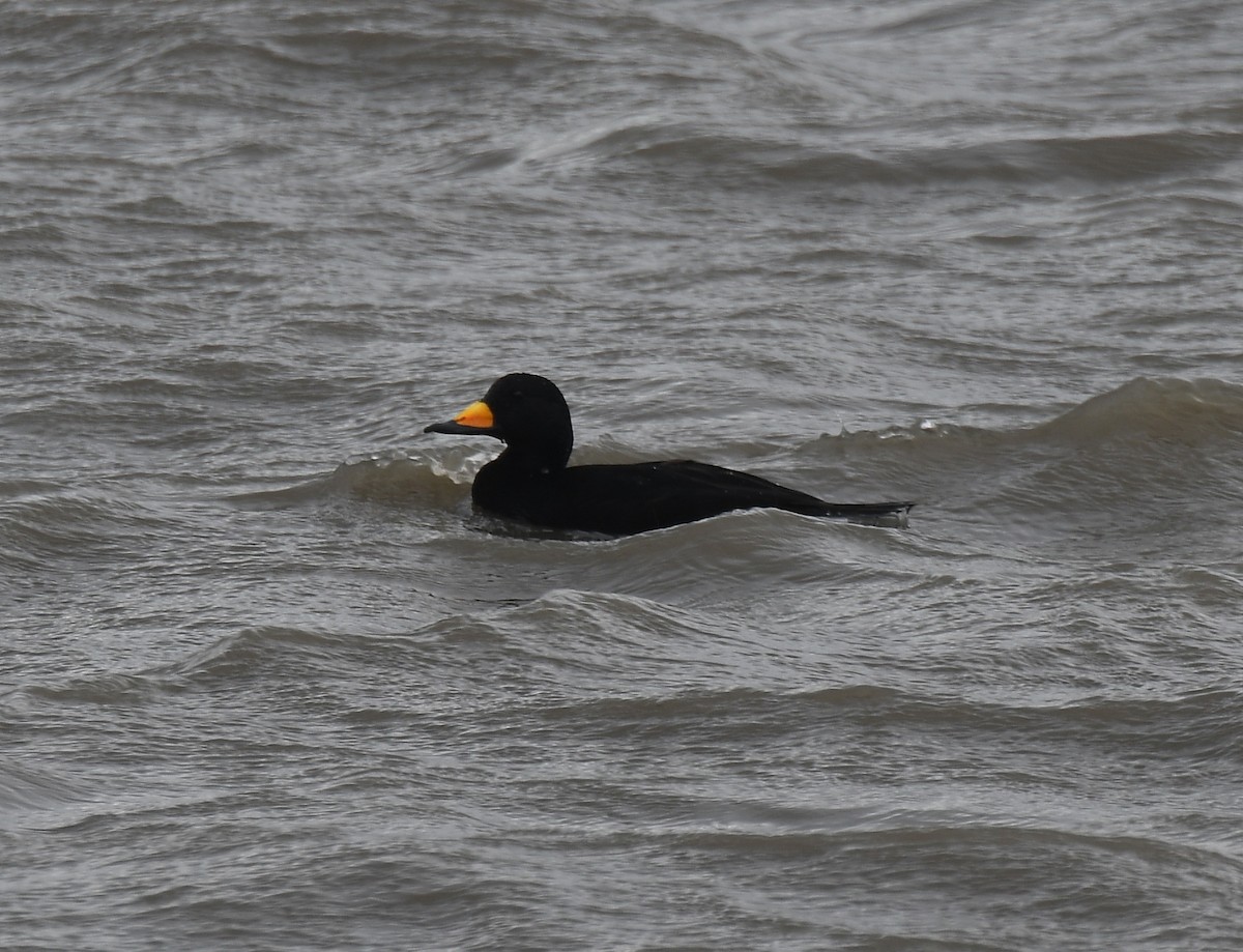 Black Scoter - ML184823711