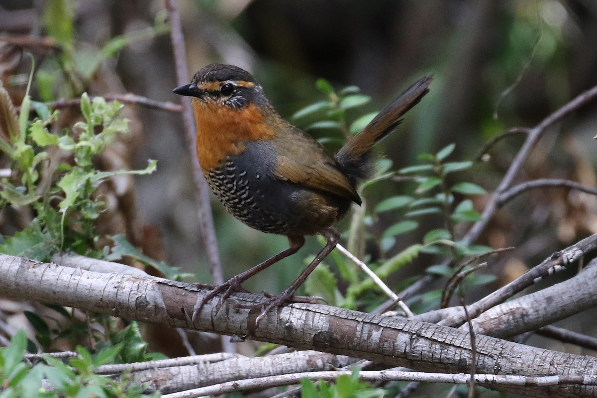 Chucao Tapaculo - ML184824941