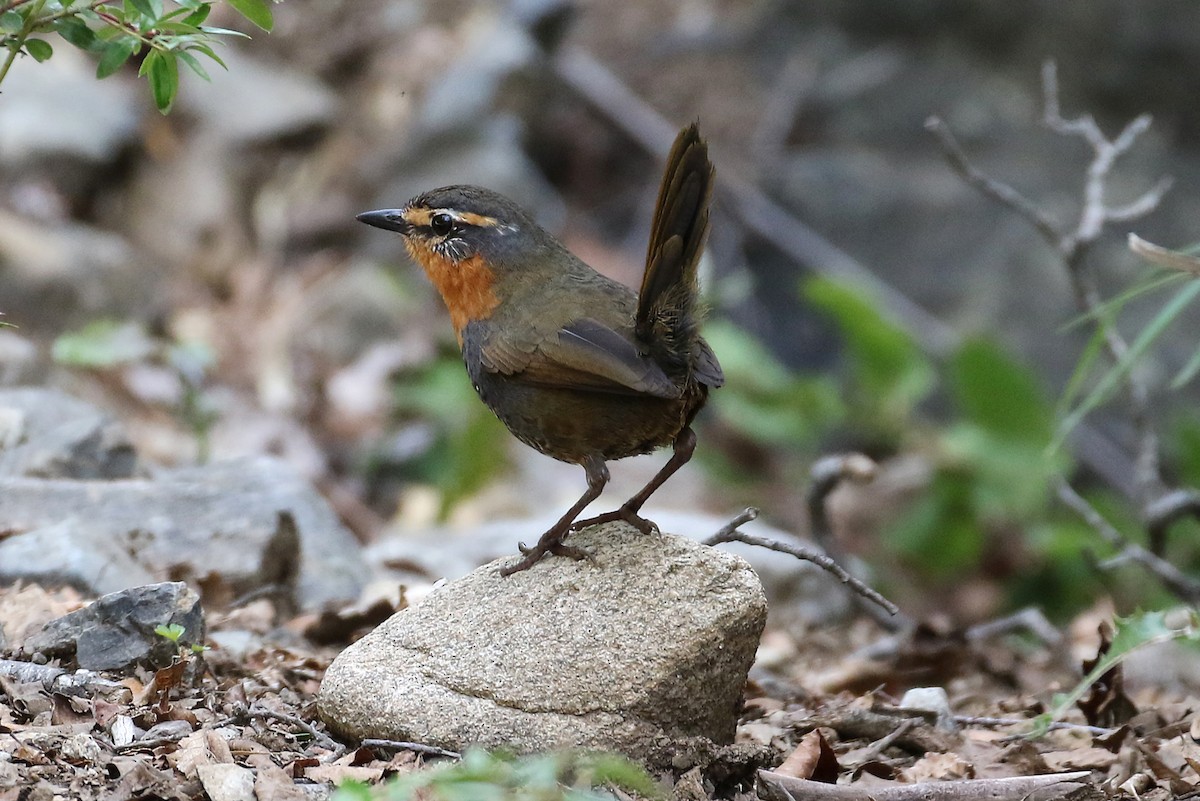 Chucao Tapaculo - ML184824961