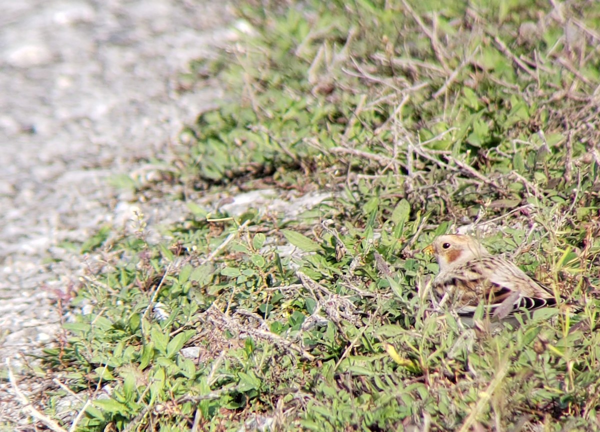 Snow Bunting - Matt Kauffman