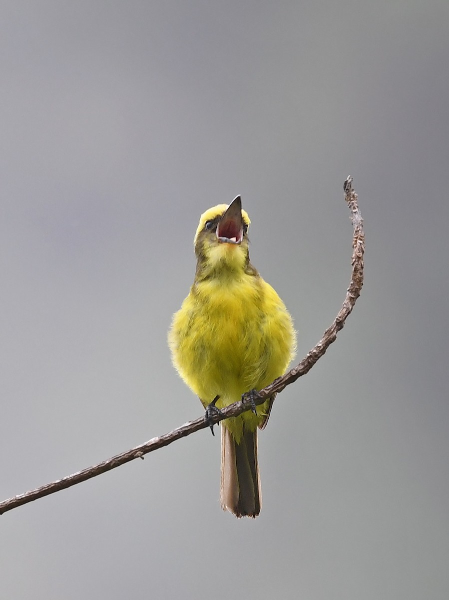 Lemon-browed Flycatcher - Joshua Vandermeulen