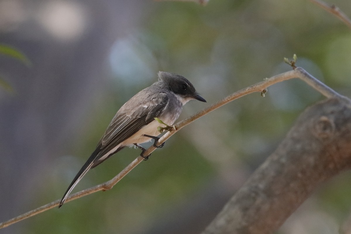 Northern Fantail (Northern) - ML184829111