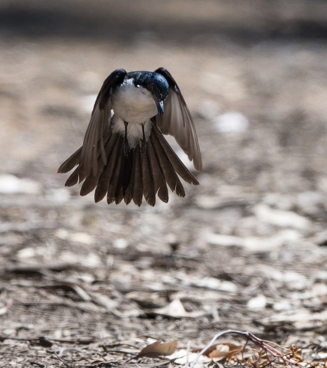 Restless Flycatcher - ML184829351